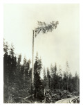 High Climber Topping Tree, 1923