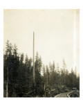 High Climber Topping Tree, 1923