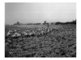 Ellensburg, WA, Goodwin Hogs, 1915