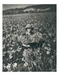 Flowers in Puyallup, 1925