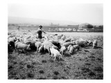 Ellensburg, WA, Goodwin Hogs, 1915