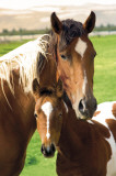 Horses - Mare & Foal