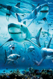 Shark Infested