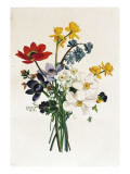Buy Bouquet of Narcissi and Anemone at AllPosters.com