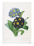 Primula Auricula