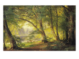 A Forest Glade