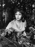 Gina Lollobrigida in 