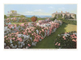 Hydrangeas, Nantucket, Massachusetts