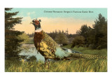 Chinese Pheasant, Oregon Game Bird