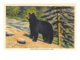 Black Bear, Glacier Park, Montana