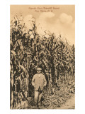Tall Corn, Pine Plains, New York