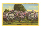 Lilacs, Highland Park, Rochester, New York