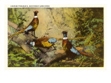 Chinese Pheasants, Northwest Game Birds