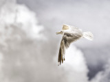 Gull