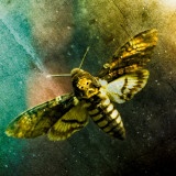 Moth Moments
