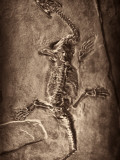 Plesiosaur