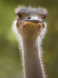 Ostrich, Lewa Wildlife Conservancy, Kenya