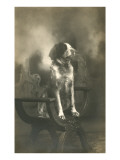 Dog Sitting on Carved Wooden Chair