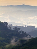 Colombia, Caldas, Manizales, Chinchina, Coffee Plantation at Hacienda De Guayabal at Dawn