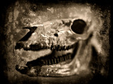Equas Caballus