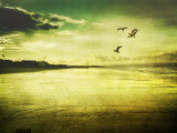 Buy Eagle at AllPosters.com