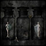 The Collector