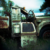 Buy Hazelbird at AllPosters.com