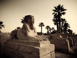Buy Egypt, Luxor, Luxor Temple, Avenue of Sphinxes at AllPosters.com