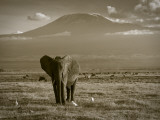 Elephant, Mt. Kilimanjaro, Masai Mara National Park, Kenya