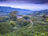 Colombia, Caldas, Manizales, Chinchina, Coffee Plantation at Hacienda De Guayabal at Dawn