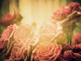 The Rose Collection #3