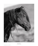 Wild Stallion I