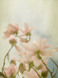 Sweet Magnolias