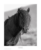 Wild Stallion II