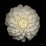 Dahlia 22