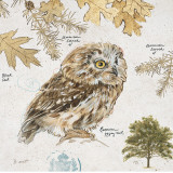Eurasian Owl