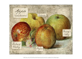 Buy Fresco Fruit VIII at AllPosters.com