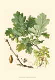 Acorns & Foliage II