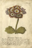 Vintage Auricula II