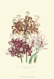 Buy Lily Garden III at AllPosters.com