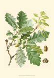 Acorns & Foliage I