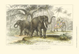Buy Asiatic Elephants at AllPosters.com
