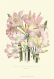 Buy Lily Garden IV at AllPosters.com