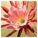 Buy Desert Bloom I at AllPosters.com