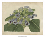 Buy Tropical Beauty IV at AllPosters.com