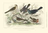 Skylark, Songthrush & Redbreast