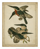 Vintage Kingfishers IV