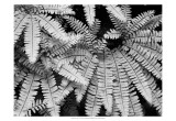 Fern IV