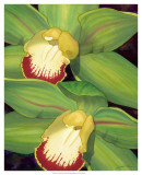 Buy Lime Orchid I at AllPosters.com