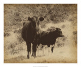 Buy Lone Star Cows I at AllPosters.com